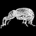 weevil neighbourhood / germany