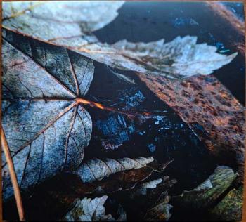 cmr torpor cd1 cover